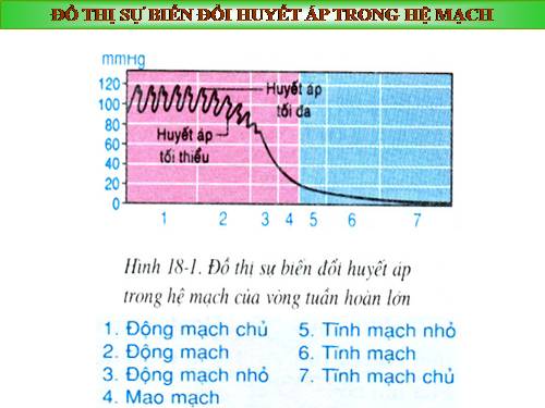 Bài 18. Vận chuyển máu qua hệ mạch. Vệ sinh hệ tuần hoàn