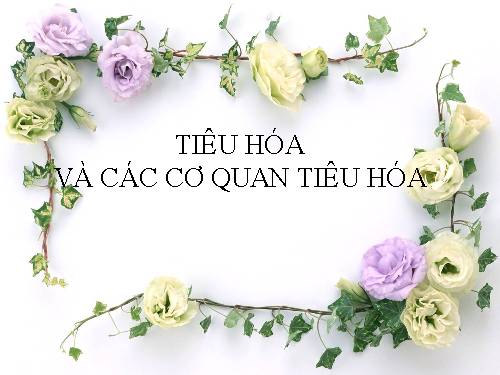 Bài 24. Tiêu hóa và các cơ quan tiêu hóa