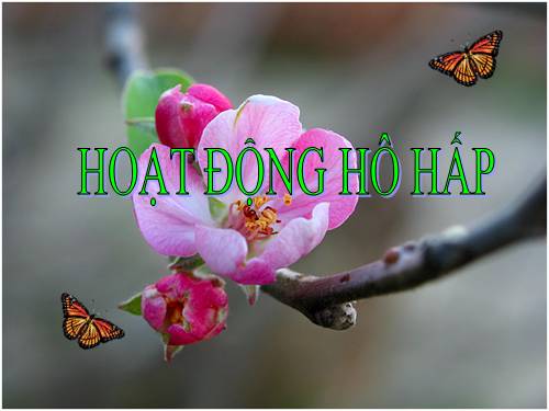 Bài 21. Hoạt động hô hấp