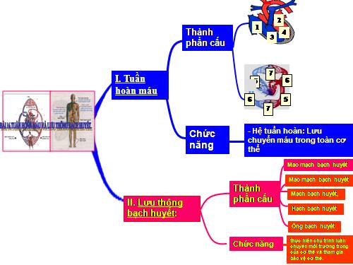 Bài 16. Tuần hoàn máu và lưu thông bạch huyết