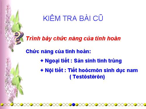 Bài 60. Cơ quan sinh dục nam