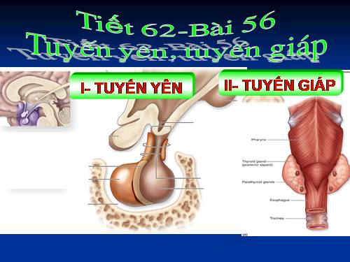 Bài 56. Tuyến yên, tuyến giáp