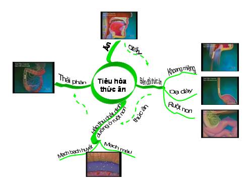 BẢN ĐỒ TƯ DUY TIÊU HÓA THỨC ĂN SINH HỌC 8