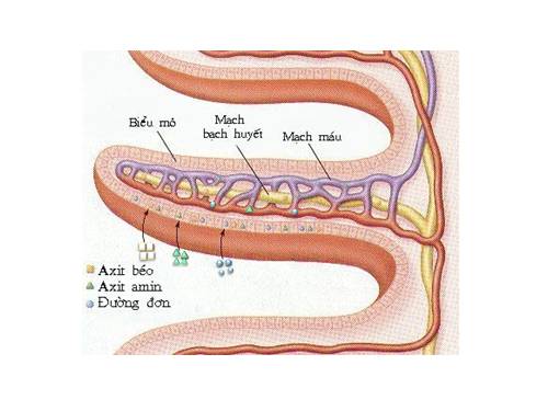 CƠ CHẾ HẤP THỤ SINH HỌC 8