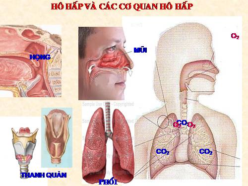 Bài 20. Hô hấp và các cơ quan hô hấp