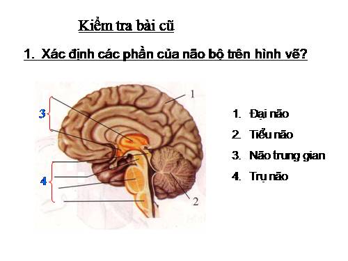 Bài 47. Đại não
