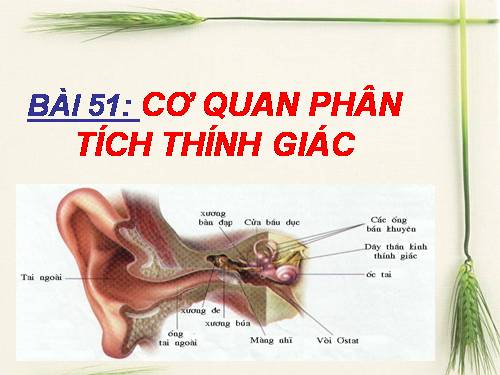Bài 51. Cơ quan phân tích thính giác