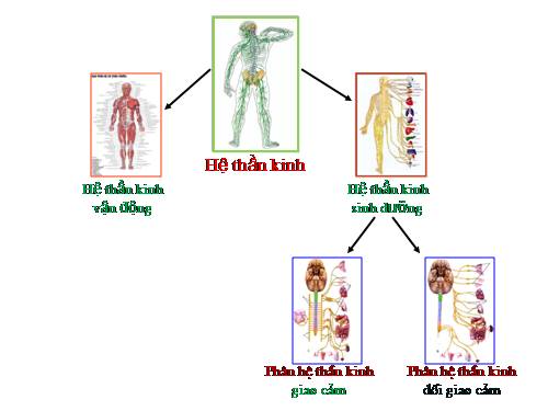 Bài 48. Hệ thần kinh sinh dưỡng