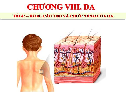 Bài 41. Cấu tạo và chức năng của da