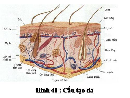 Bài 41. Cấu tạo và chức năng của da