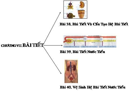 Bài 38. Bài tiết và cấu tạo hệ bài tiết nước tiểu