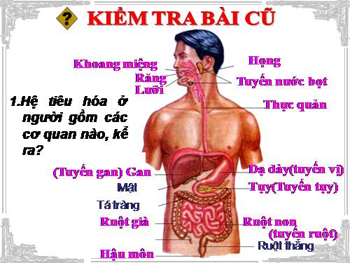 Bài 25. Tiêu hóa ở khoang miệng