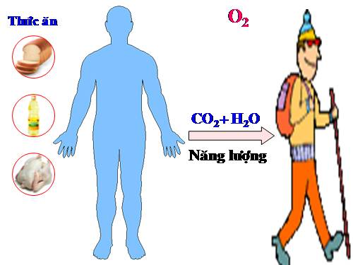Bài 31. Trao đổi chất