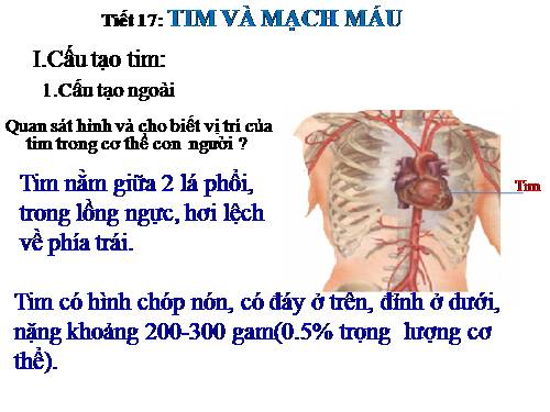 Bài 17. Tim và mạch máu