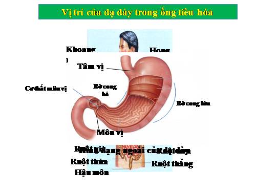 Bài 27. Tiêu hóa ở dạ dày