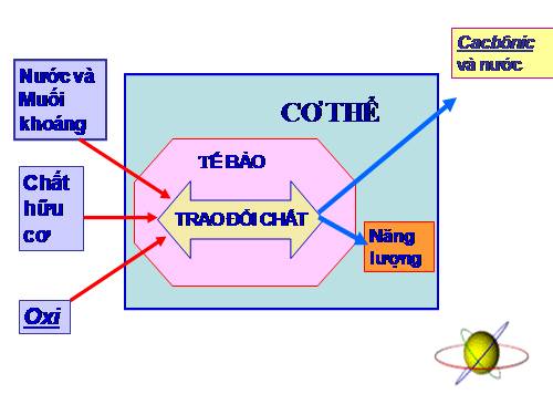 Bài 31. Trao đổi chất