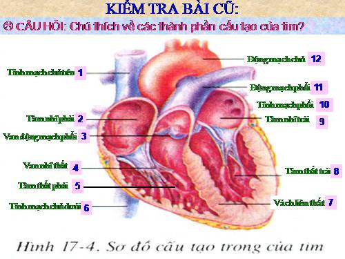 Bài 18. Vận chuyển máu qua hệ mạch. Vệ sinh hệ tuần hoàn