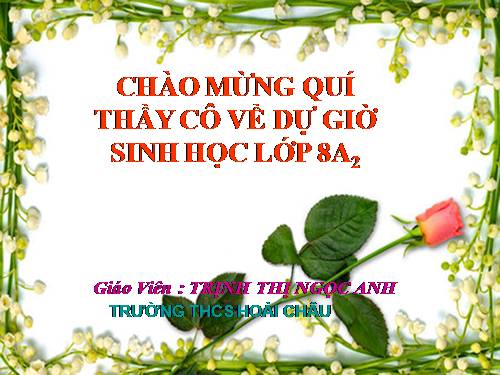 Bài 19. Thực hành: Sơ cứu cầm máu