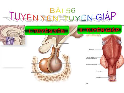 Bài 57. Tuyến tụy và tuyến trên thận