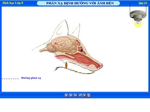 Bài 52. Phản xạ không điều kiện và phản xạ có điều kiện