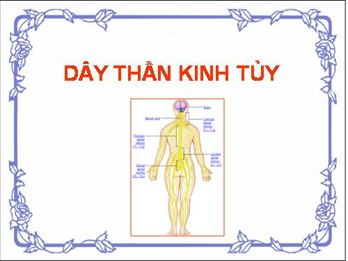 Bài 45. Dây thần kinh tủy