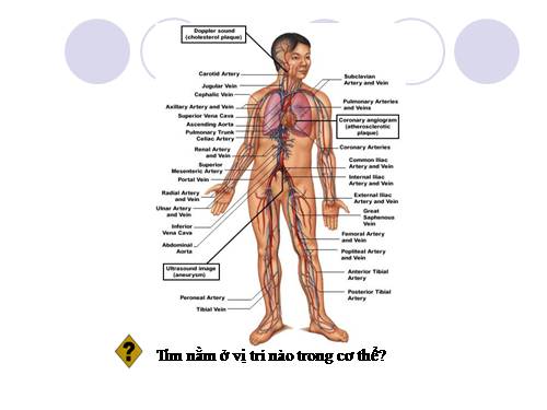 Bài 17. Tim và mạch máu