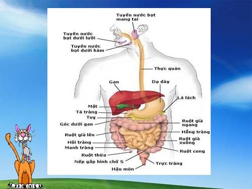 tiêu hóa ở ruột già