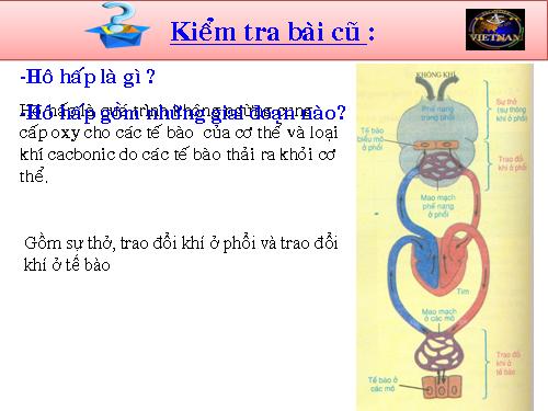 Bài 21. Hoạt động hô hấp