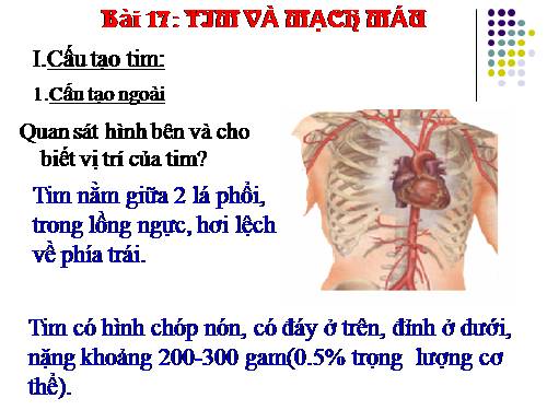 Bài 17. Tim và mạch máu