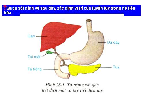 Bài 57. Tuyến tụy và tuyến trên thận