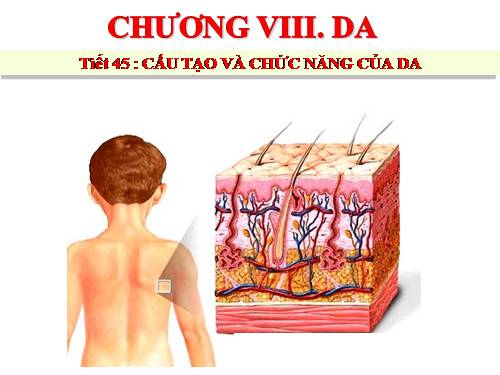 Bài 41. Cấu tạo và chức năng của da