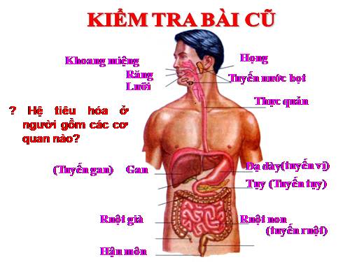 Bài 25. Tiêu hóa ở khoang miệng