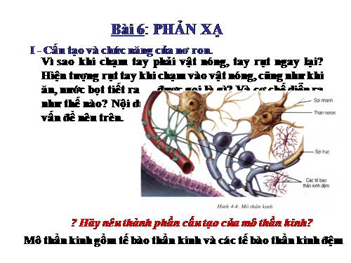 Bài 6. Phản xạ