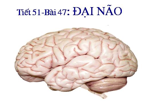 Bài 47. Đại não