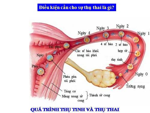 Bài 62. Thụ tinh, thụ thai và phát triển của thai