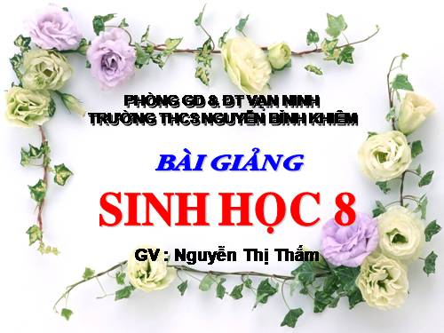 Bài 24. Tiêu hóa và các cơ quan tiêu hóa