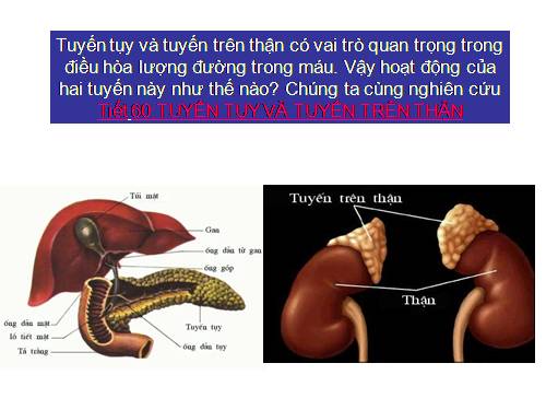 Bài 57. Tuyến tụy và tuyến trên thận