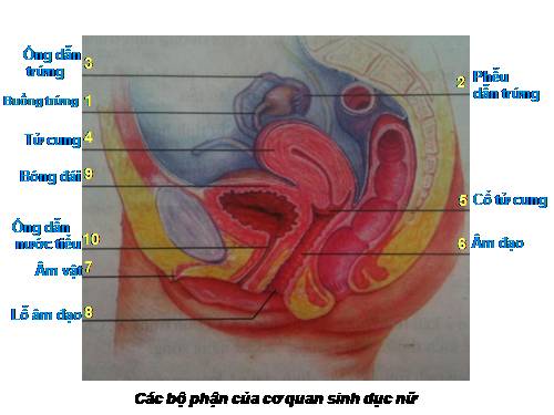 Bài 61. Cơ quan sinh dục nữ