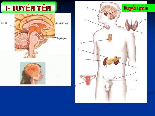 Bài 56. Tuyến yên, tuyến giáp