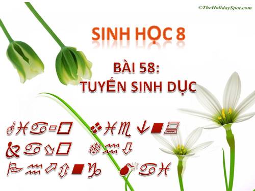 Bài 58. Tuyến sinh dục