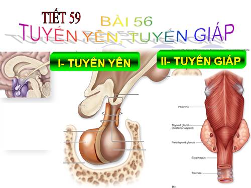 Bài 56. Tuyến yên, tuyến giáp