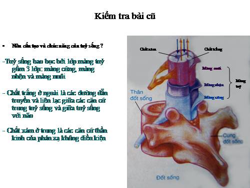 Bài 45. Dây thần kinh tủy