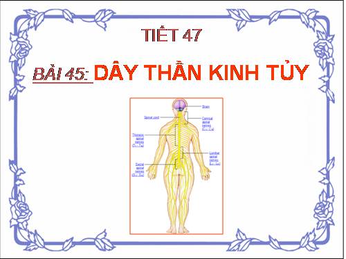 Bài 45. Dây thần kinh tủy