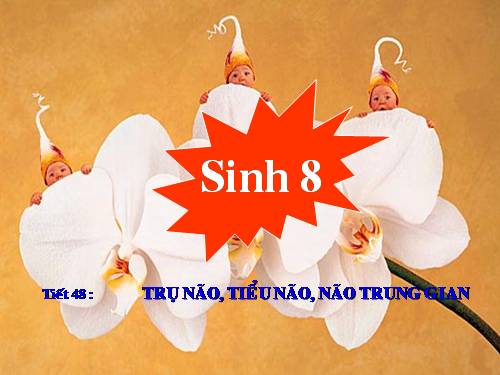 Bài 46. Trụ não. Tiểu não. Não trung gian