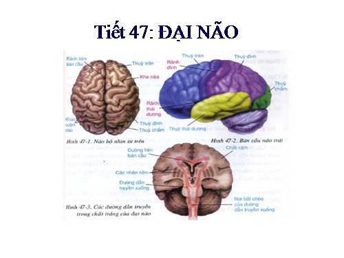 Bài 47. Đại não