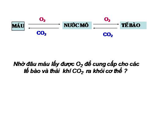 Bài 20. Hô hấp và các cơ quan hô hấp