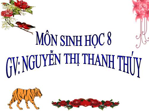 Bài 24. Tiêu hóa và các cơ quan tiêu hóa