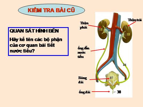 Bài 39. Bài tiết nước tiểu