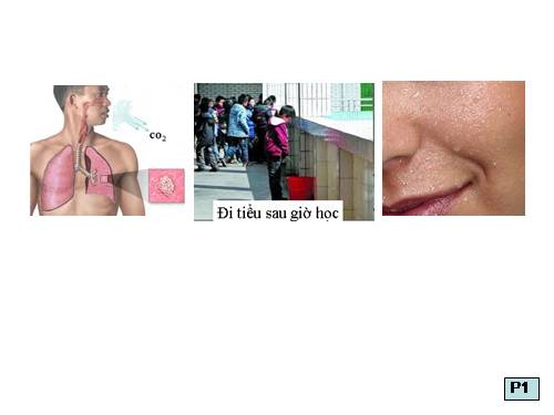 Bài 38. Bài tiết và cấu tạo hệ bài tiết nước tiểu