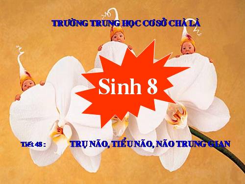 Bài 46. Trụ não. Tiểu não. Não trung gian